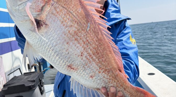 テンヤ真鯛船　大鯛中鯛好調！