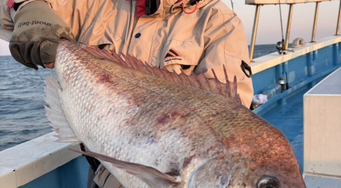 午後テンヤ真鯛船　大鯛中鯛好調！！