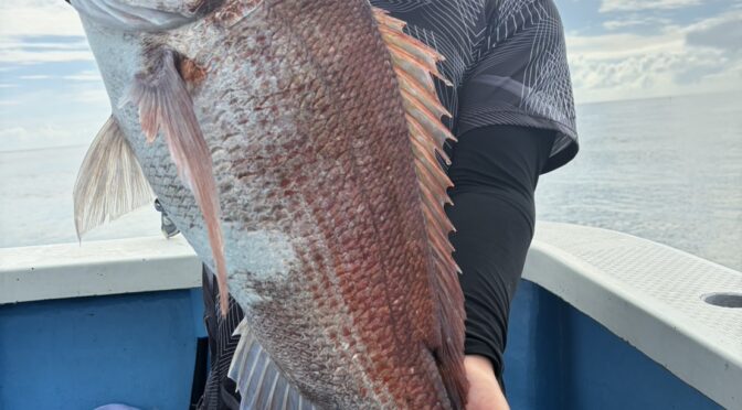 テンヤ真鯛船　大鯛4.96キロ！